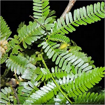 Mimosa Tenuiflora Cs1 Spanishlanguage Sources Es