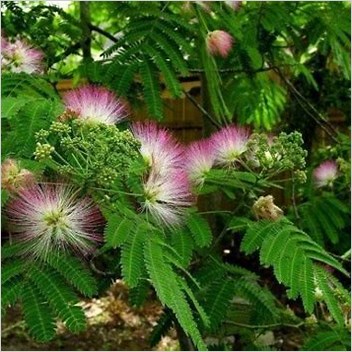 Mimosa Tenuiflora Cs1 Spanishlanguage Sources Es