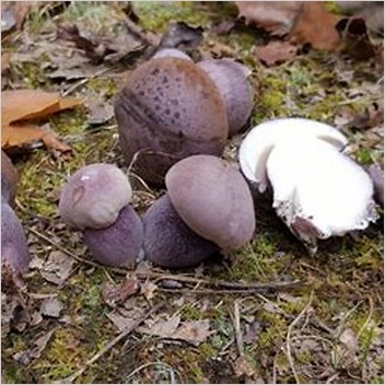 Tylopilus Plumbeoviolaceus Articles With Aposspeciesapos Microformats